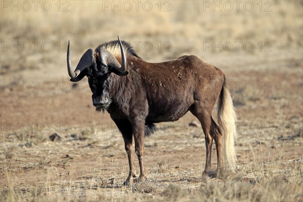 White-tailed gnu