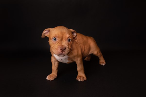 Puppy American Pit Bull Terrier sit on black background in studio