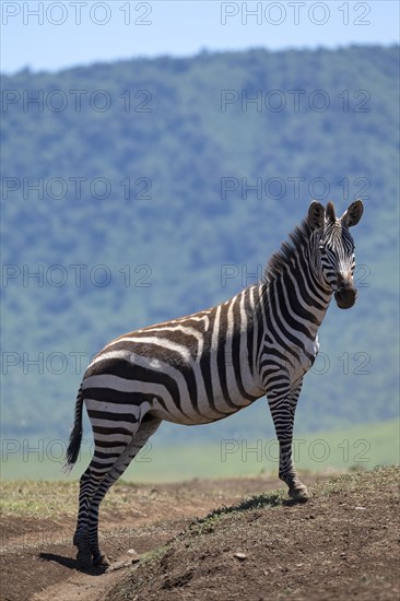 Plains zebra