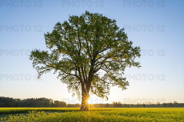 English oak