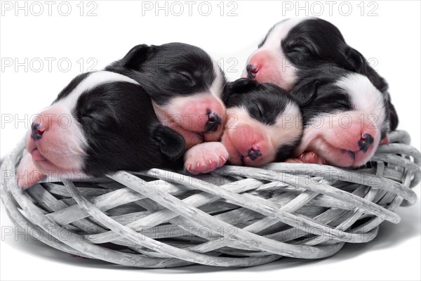 Ten days old excellent puppies of the Welsh Corgi Pembroke