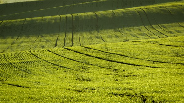 A wonderful morning in the Moravian fields in autumn. Beautiful colours. Czech republic