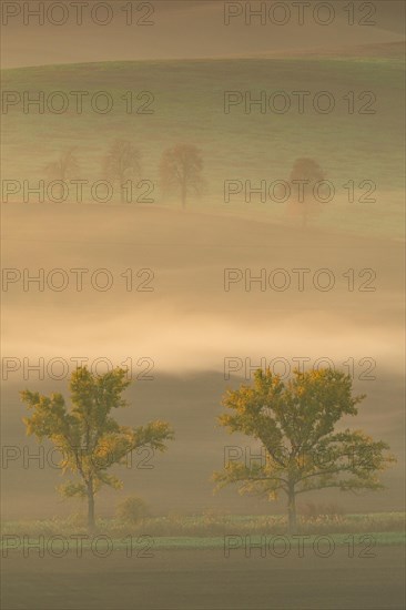 Beautiful Moravian fields with avenues of trees shrouded in morning fog. Czech republic