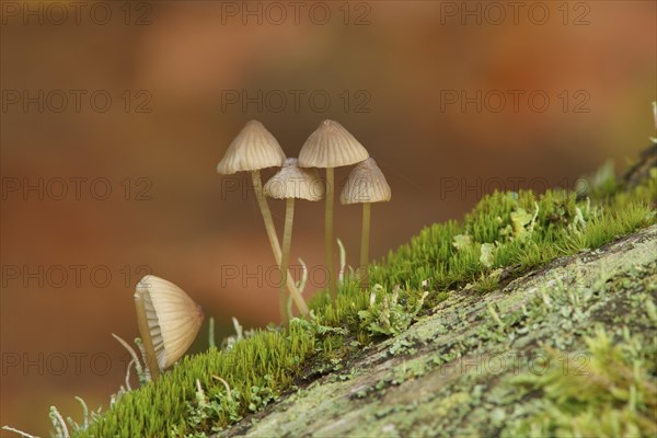 A group of small lamellar fungi on a tree trunk with moss and lichen. Germany