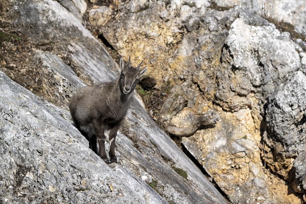 Alpine ibex