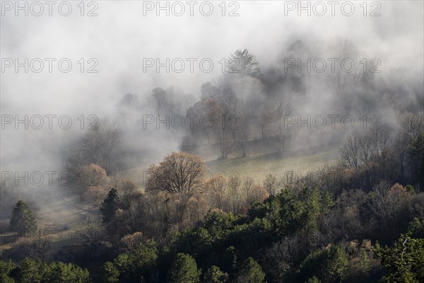 Clouds of mist in the forest