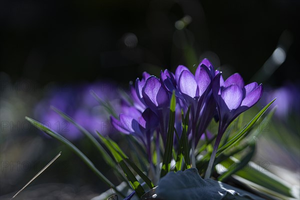 Purple spring crocus