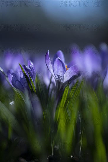 Purple spring crocus