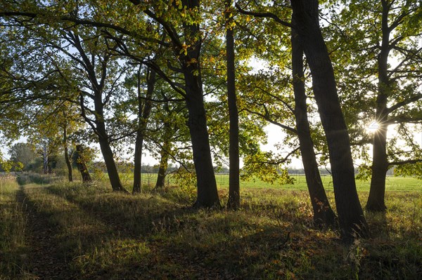 English oaks