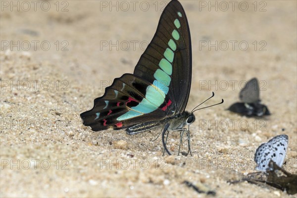 Hummingbird butterfly