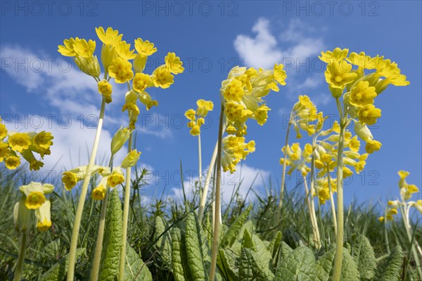 Meadow common cowslip