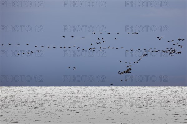 Brant goose