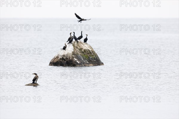 Great cormorant