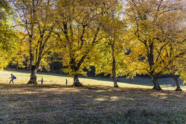 Avenue of lime trees at the foot of the Teckberg with hikers