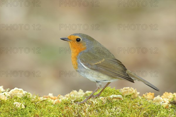 European robin