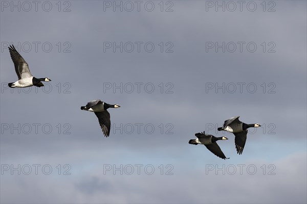 Barnacle Geese