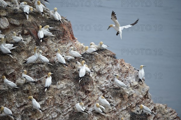 Northern gannet