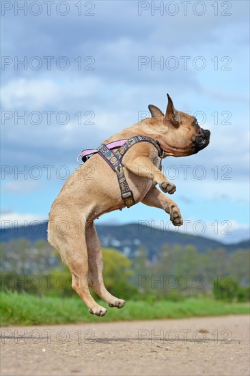 Athletic healthy fawn French Bulldog dog jumping high to catch a toy during playing fetch in front of blue sky