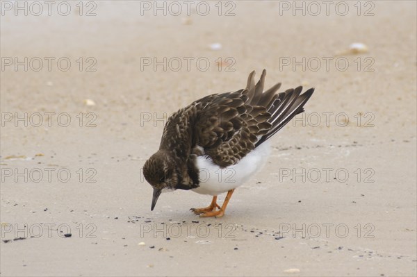 Ruddy turnstone