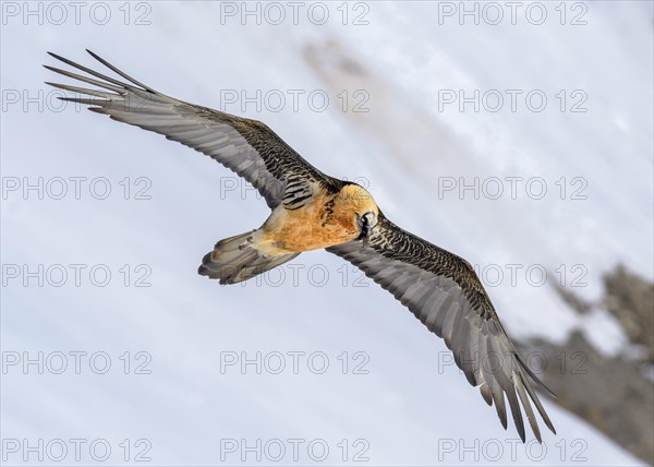 Bearded vulture