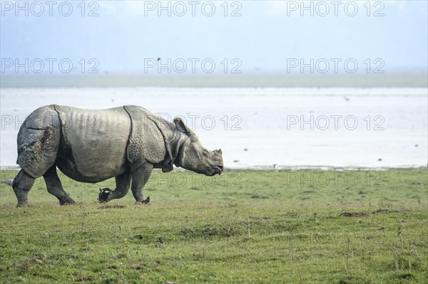 Indian Rhino