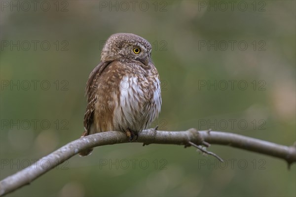 Pygmy Owl