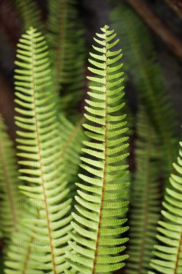 Green leaves of the spring season