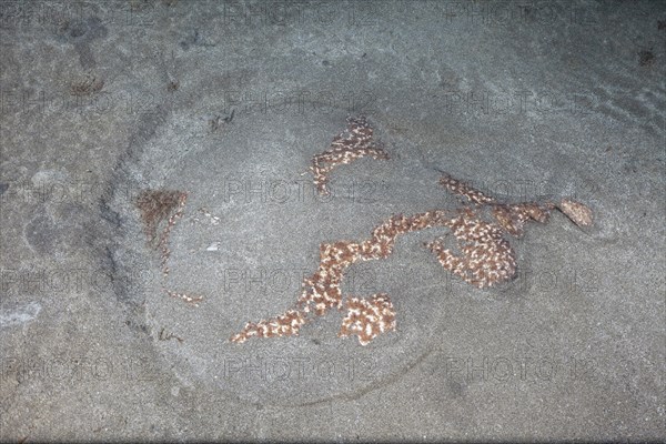 Marbled electric ray