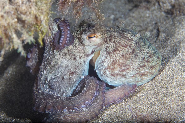 Common octopus