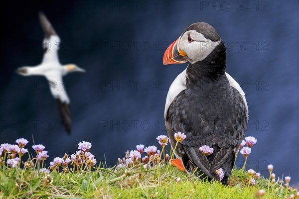 Atlantic puffin