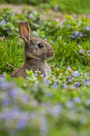 European rabbit