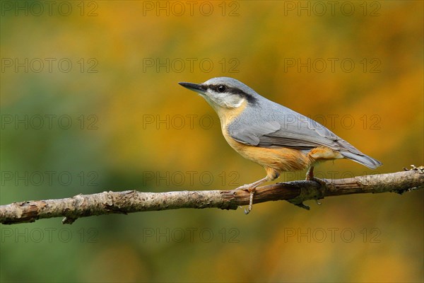 Eurasian nuthatch