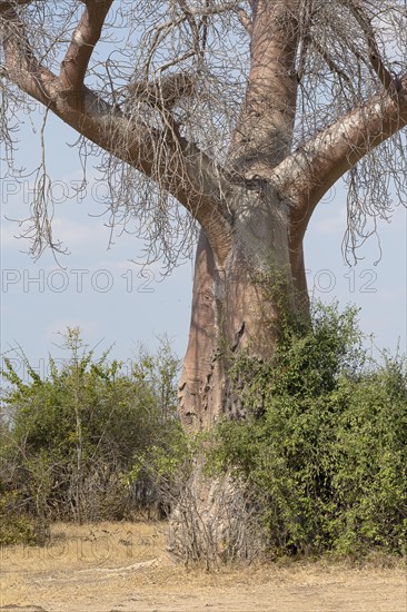 Baobab tree