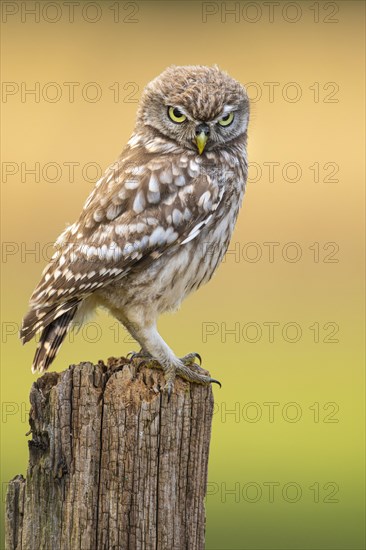 Little Owl