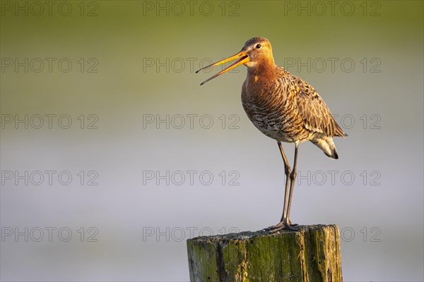 Calling black-tailed godwit