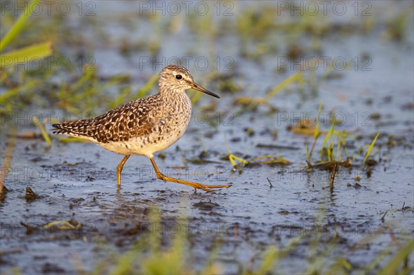 Wood Sandpiper