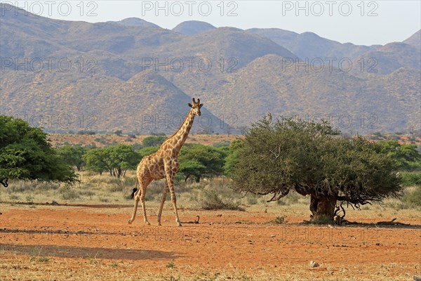 Southern giraffe