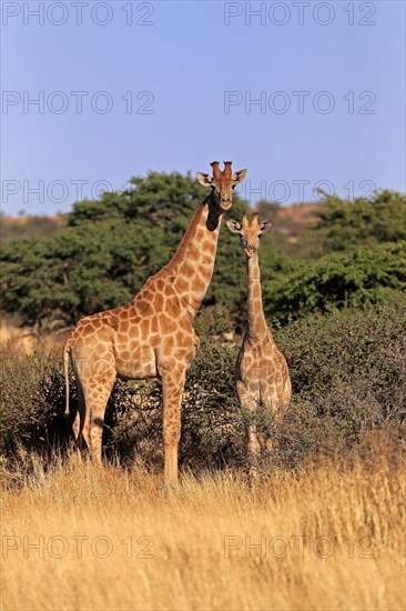 Southern giraffe