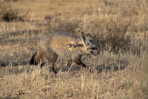 Bat-eared fox