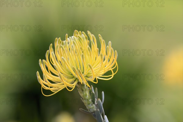 Pincushion Protea