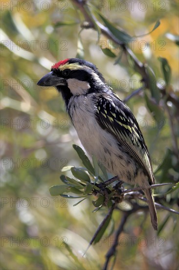 Acacia pied barbet