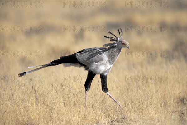 Secretary bird