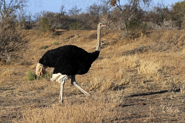 South African ostrich