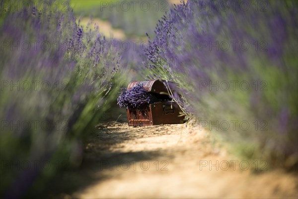 A wooden crate with a bunch of freshly harvested lavender standing on the lavender field paths. Lavender field in Poland