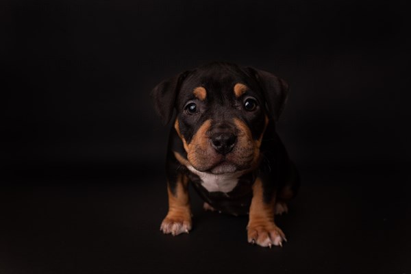 Puppy American Pit Bull Terrier sit on black background in studio