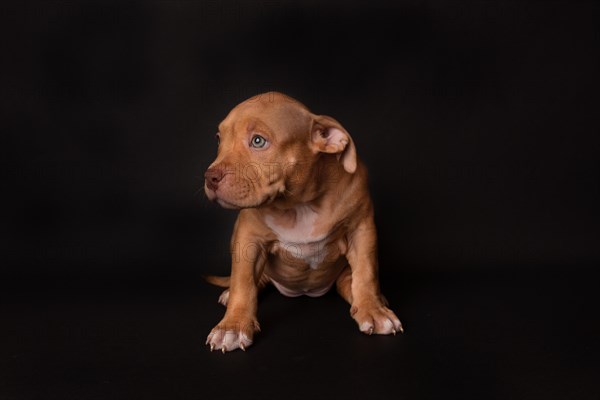 Puppy American Pit Bull Terrier sit on black background in studio