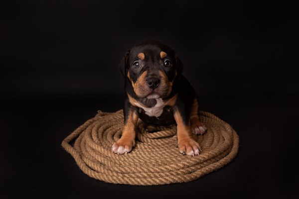 Puppy American Pit Bull Terrier sitt on a jute cord on black background in studio