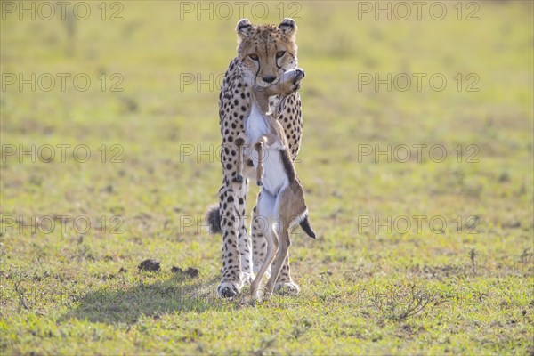 Cheetah