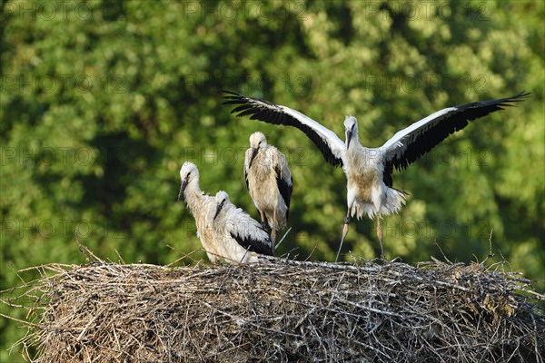 White stork