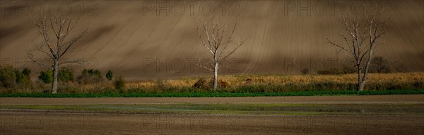 A very large panorama of beautifully undulating plowed Moravian fields with lonely trees at the golden hour. Czech republic